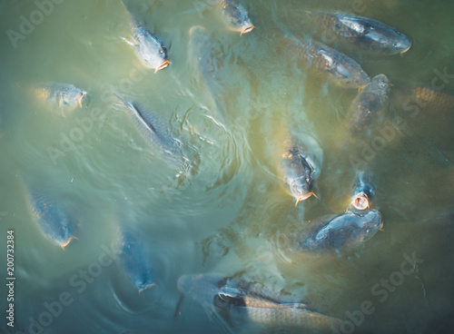 Carp on the water photo