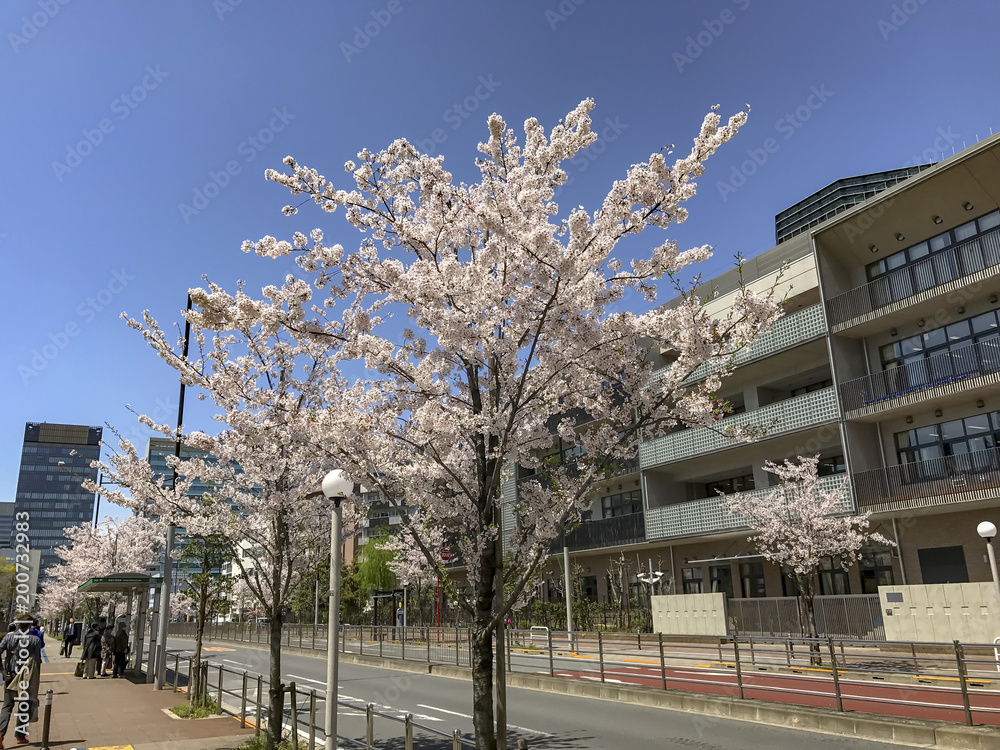 Japanese spring cherry blossoms
