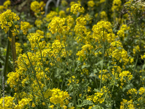 Rape blossoms in Japan