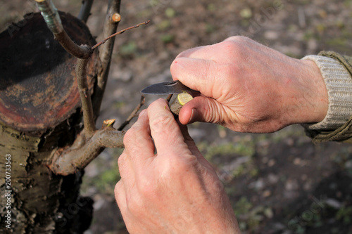 Gardener does grafting of fruit tree and cuts branch. Closeup.