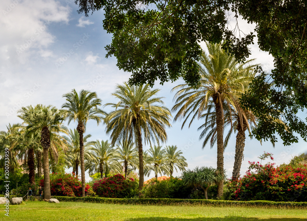 Palm Park of the Church Of The Beatitudes where Jesus preached the Sermon on the Mount. Palm Park of the Church Of The Beatitudes where Jesus preached the Sermon on the Mount.