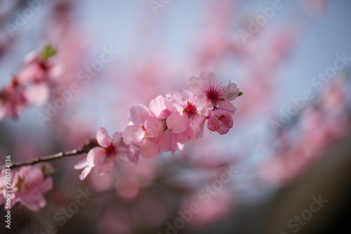 Single almond tree blossoms