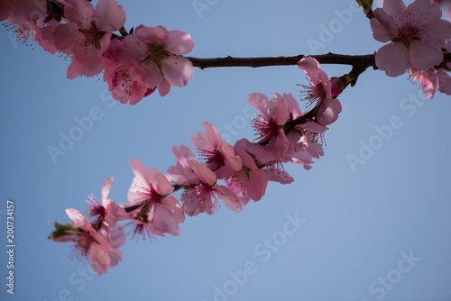 Single almond tree blossoms
