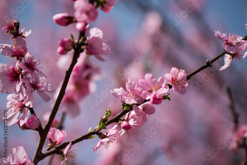 Single almond tree blossoms