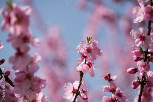 Single almond tree blossoms