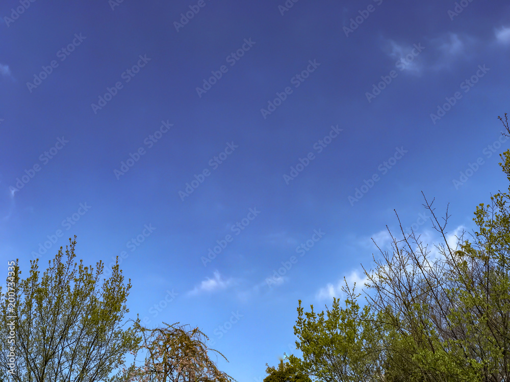 Obraz premium Japanese spring cherry blossoms