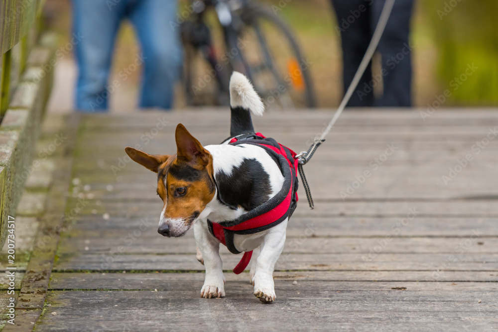 brown, black, white dog on a leash walking on the bridge