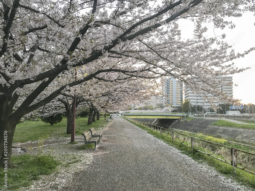 Japanese spring cherry blossoms