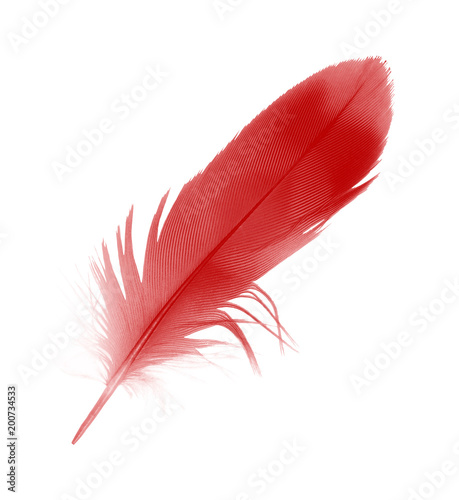 red feather on white background