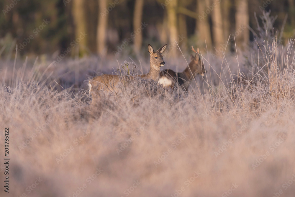 Roe deer buck and doe in morning sun in high grass. Roe deer buck and doe in morning sun in high grass.