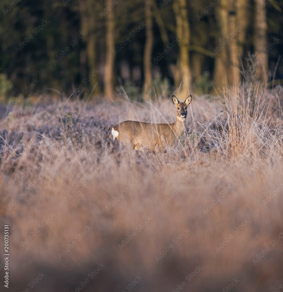 Roe deer standing in high grass in moorland. Lit by morning sun. Roe deer standing in high grass in moorland. Lit by morning sun.