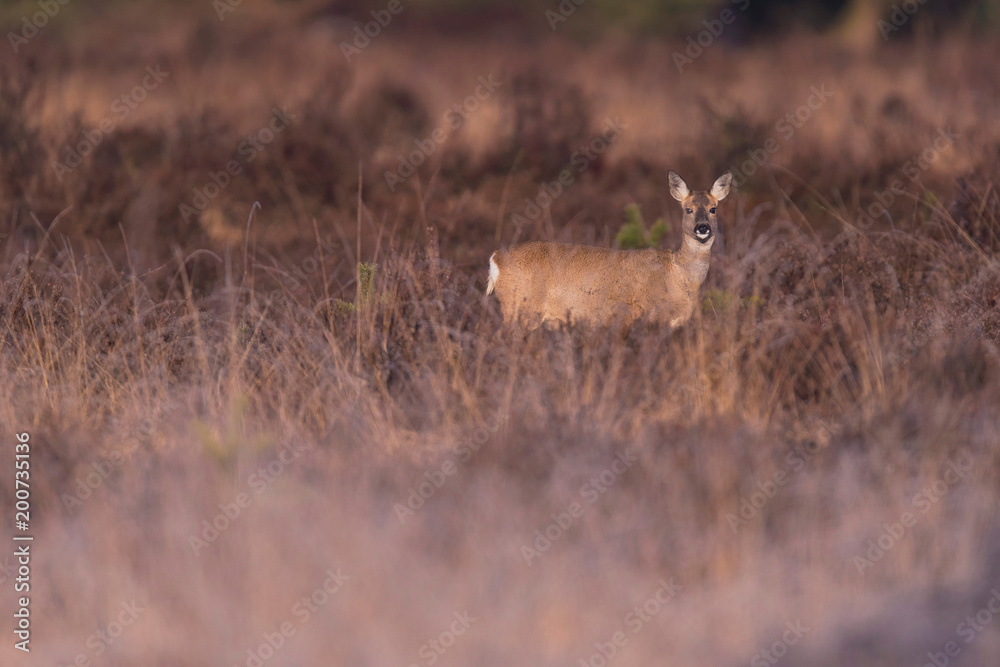 Roe deer doe in moorland lit by morning sun. Looking towards camera. Roe deer doe in moorland lit by morning sun. Looking towards camera.