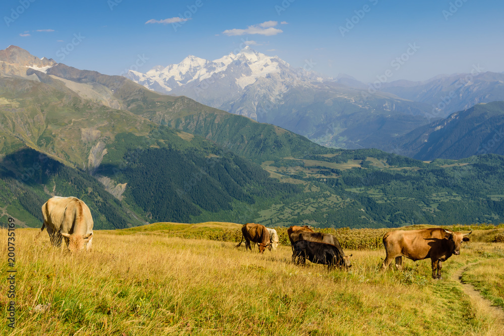 Green meadow with cows on mountain background, Mestia village, Svaneti region, Georgia