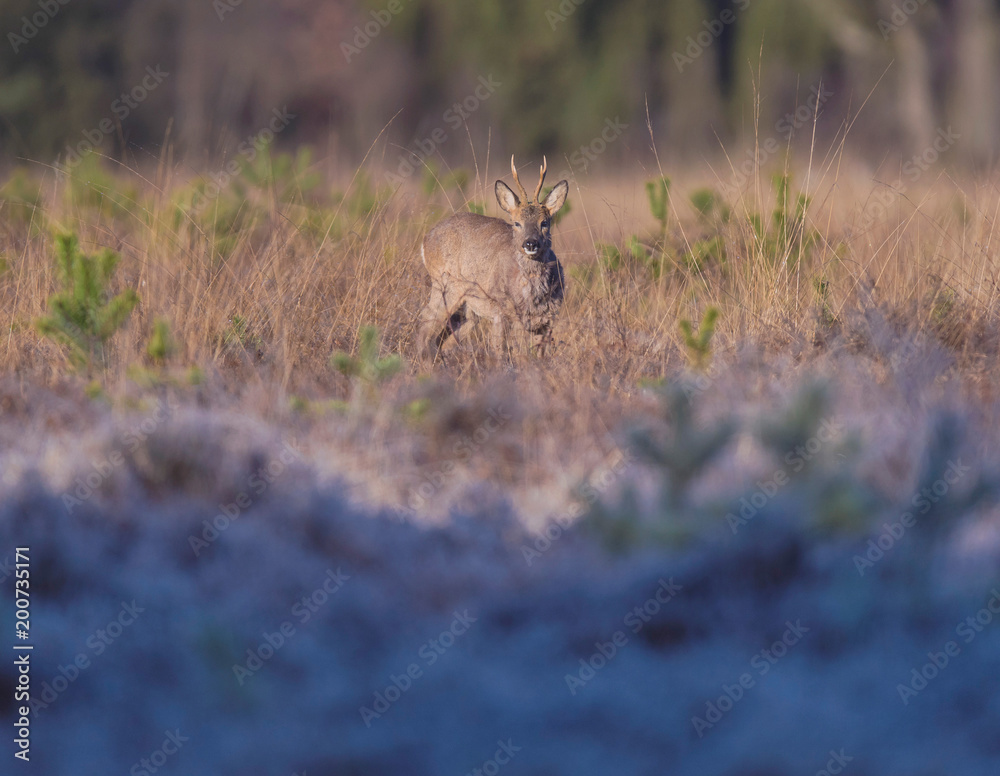 Roe deer buck standing in grass of heather landscape. Lit by sunlight. Roe deer buck standing in grass of heather landscape. Lit by sunlight.