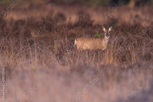 Fototapeta Naklejka Na Ścianę i Meble -  Roe deer doe in moorland lit by morning sun. Looking towards camera.