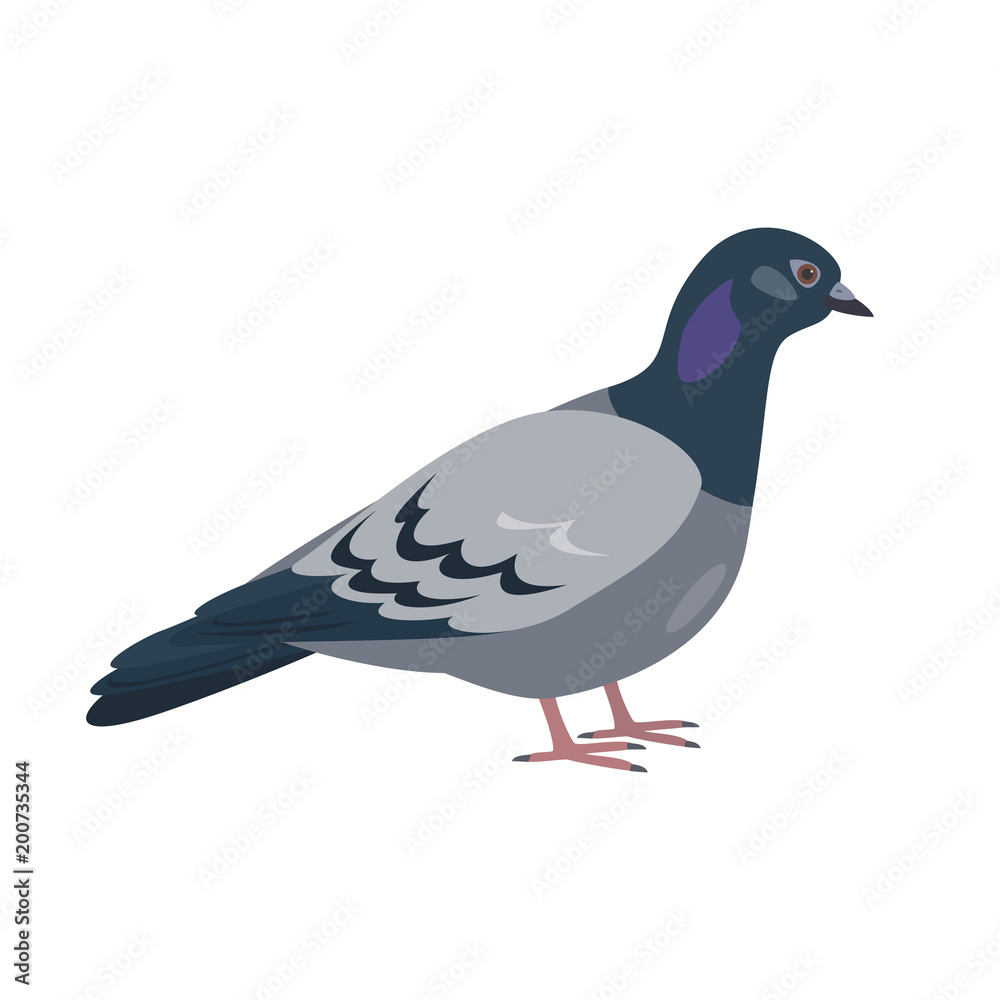 Fototapeta premium Cartoon pigeon icon on white background.