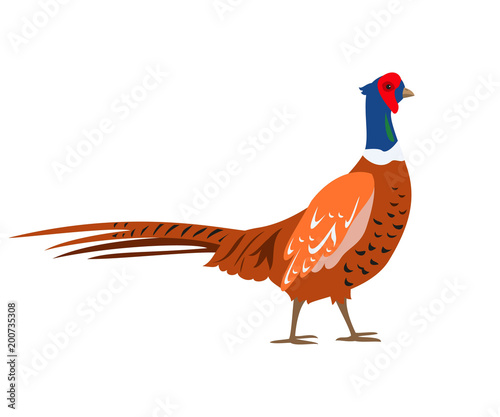 Tela Cartoon pheasant icon on white background.
