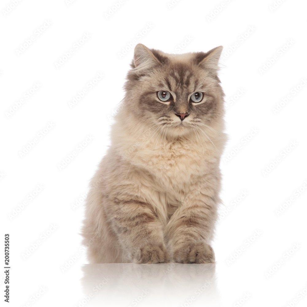 cute grey seated cat with blue eyes looking to side