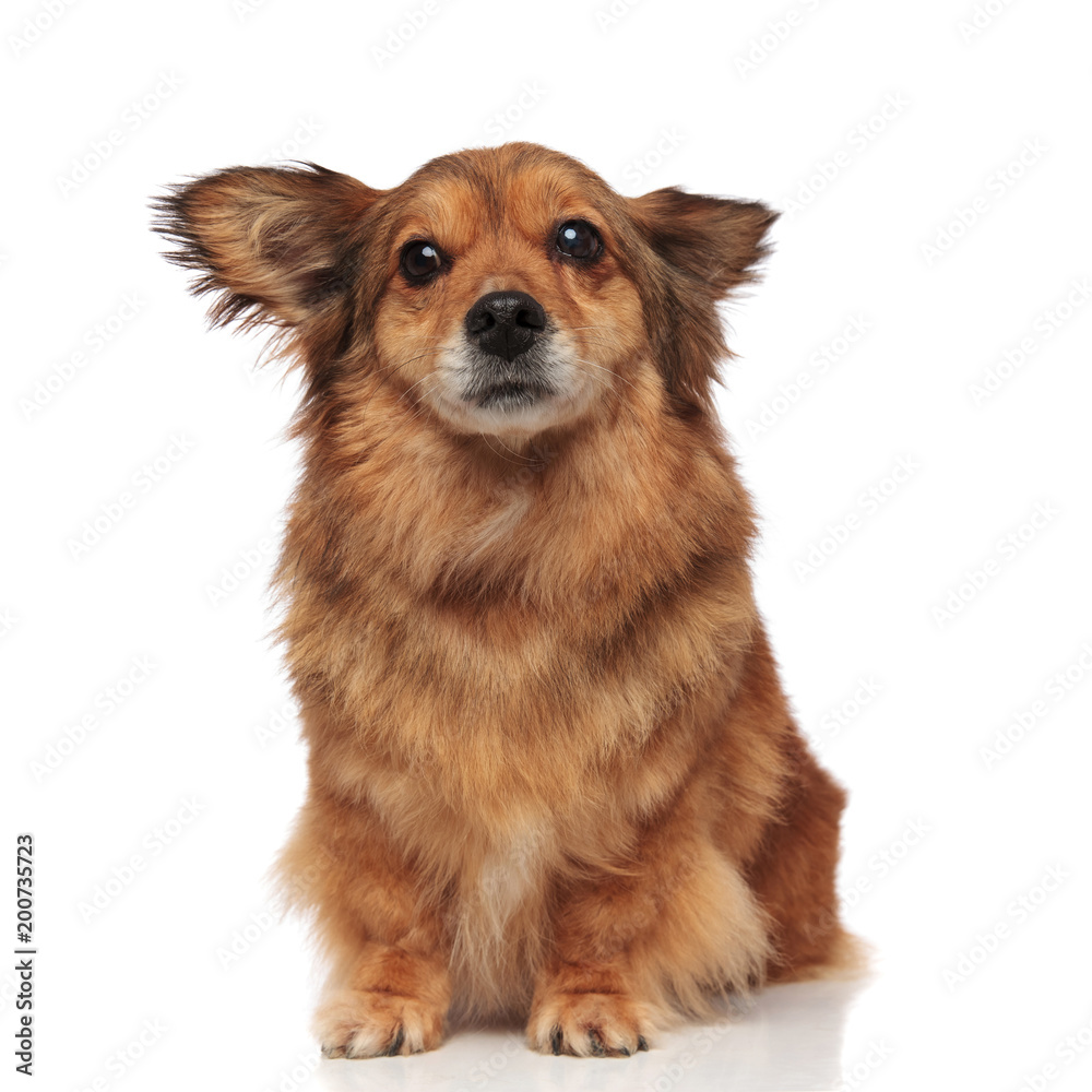 scared brown metis dog makes wide eyes