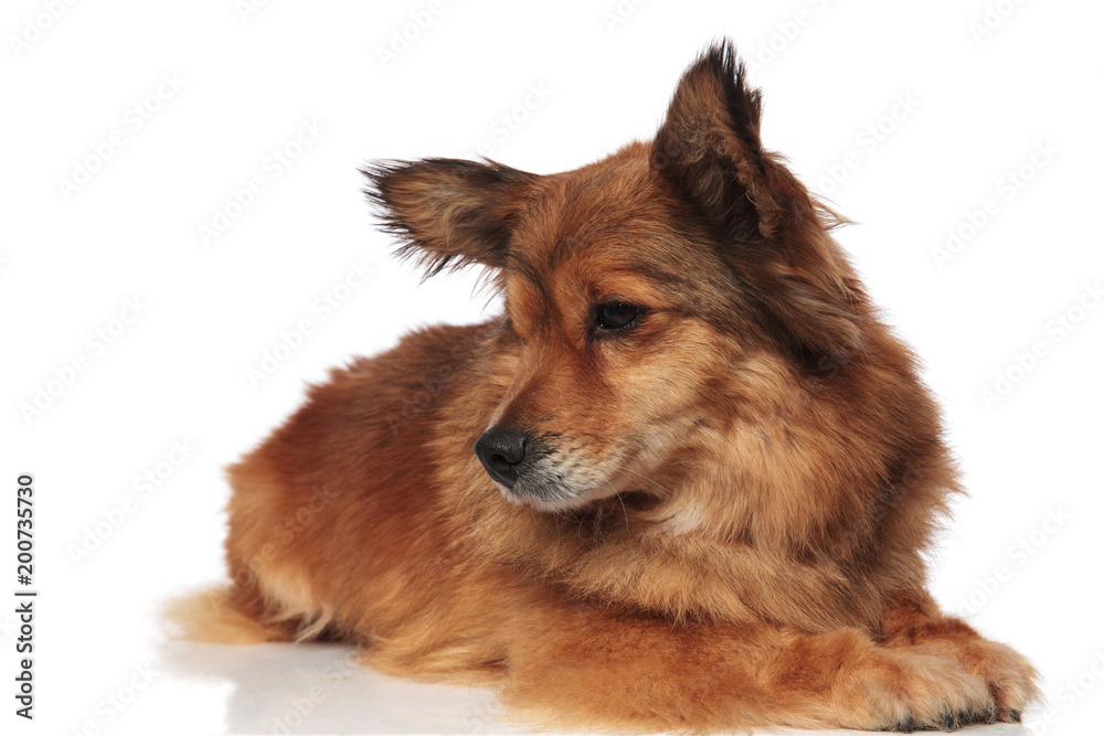 cute lying brown metis dog looks down to side cute lying brown metis dog looks down to side