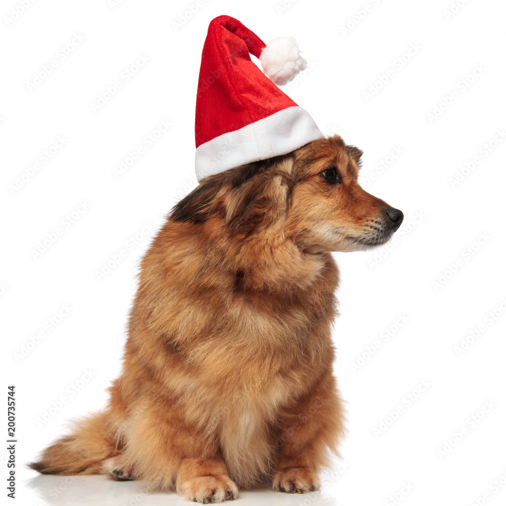 curious dog with christmas hat looks for presents to side curious dog with christmas hat looks for presents to side