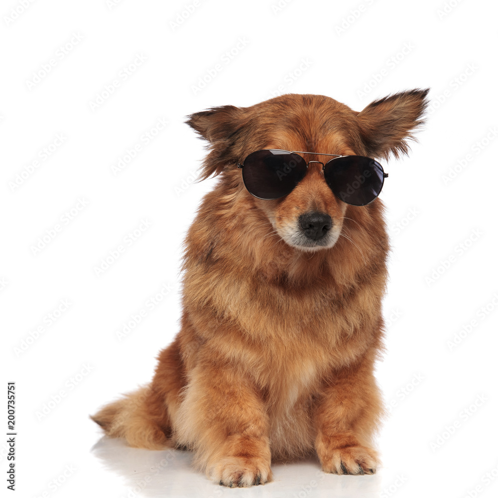 cool brown dog wearing sunglasses looks down to side cool brown dog wearing sunglasses looks down to side