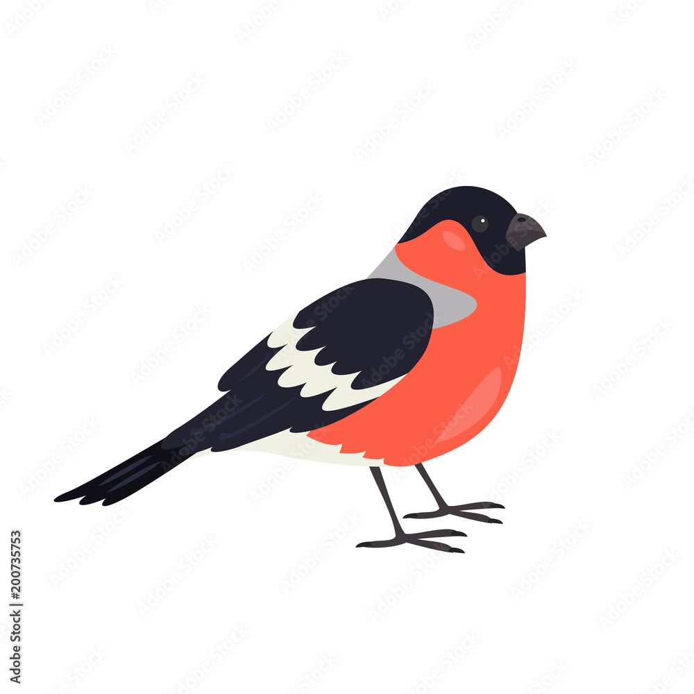Cartoon bullfinch icon on white background. Cartoon bullfinch icon on white background.