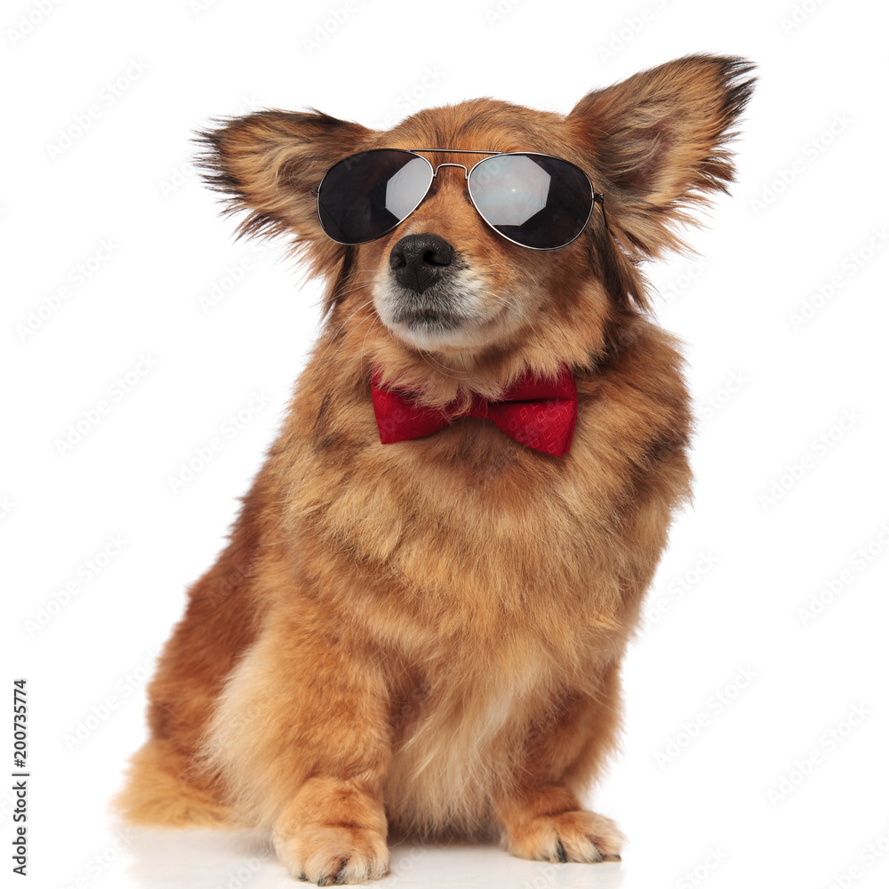 adorable classy brown dog with sunglasses is distracted adorable classy brown dog with sunglasses is distracted