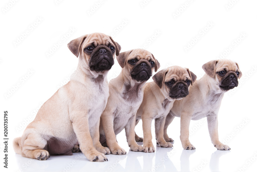 Obraz premium side view of four cute pugs looking to side