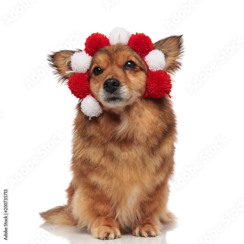 Fototapeta Naklejka Na Ścianę i Meble -  funny seated metis dog with fluffy red and white headband