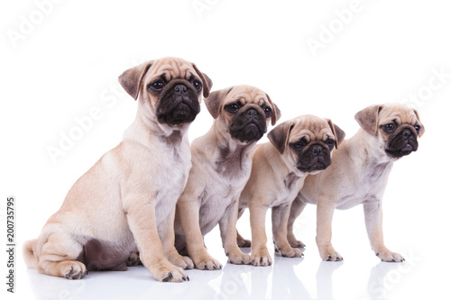 side view of four cute pugs looking to side