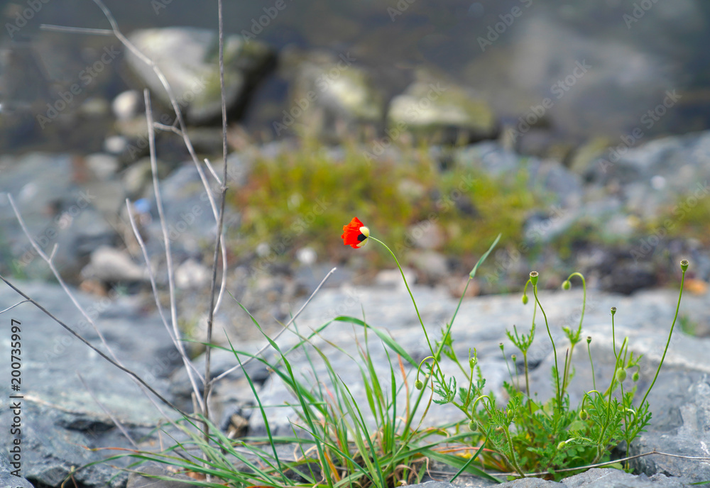 Dried and fresh corn poppy and seeds together in a rocky place Dried and fresh corn poppy and seeds together in a rocky place