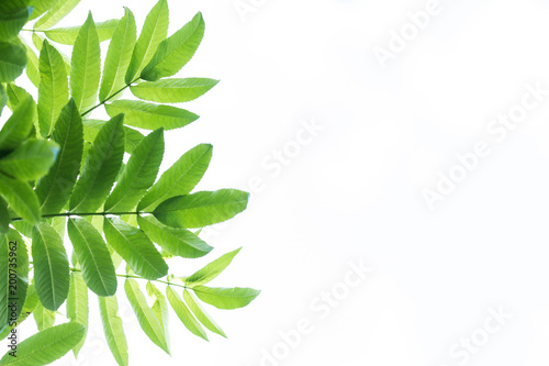 Green Plants Background