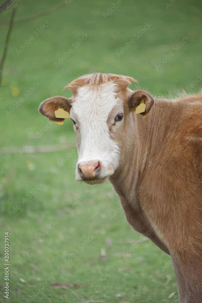 A Cow Looking into Camera in Green Grass Field A Cow Looking into Camera in Green Grass Field