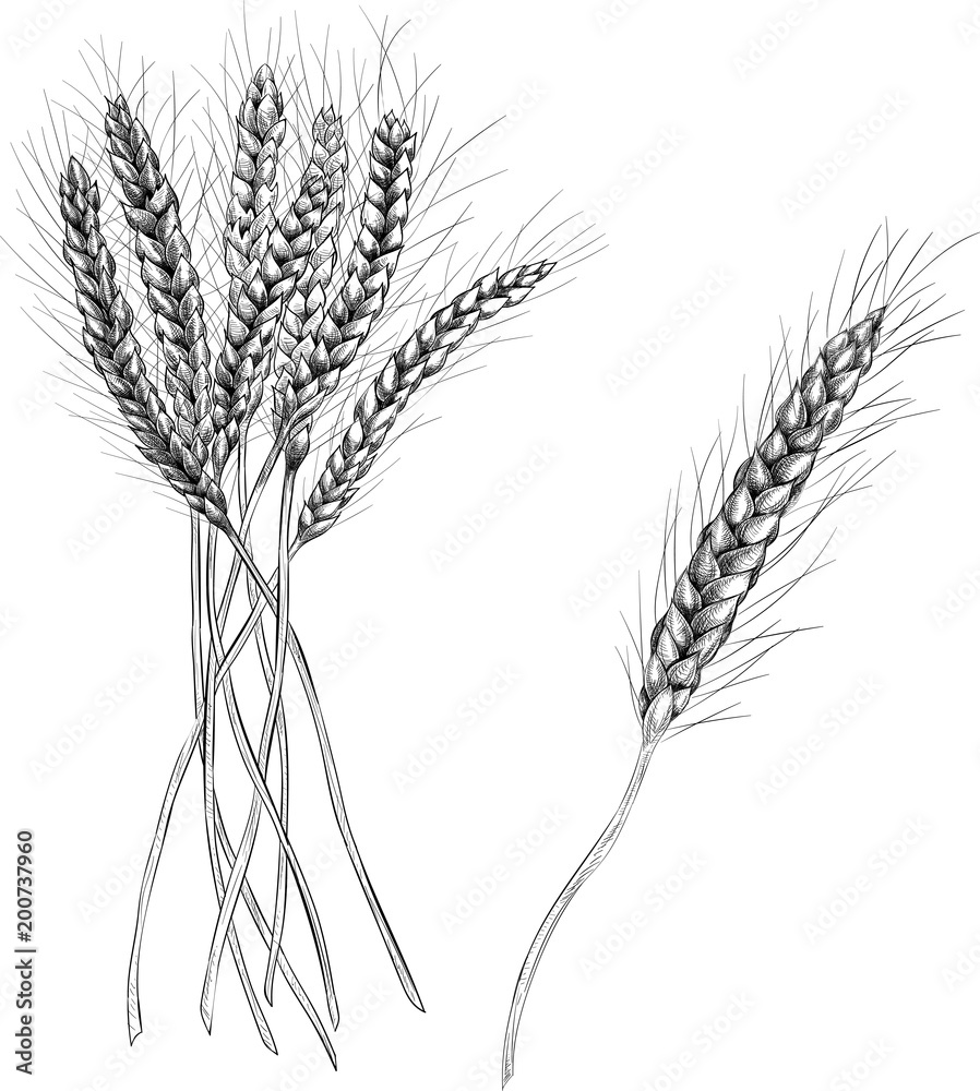 Spikelets of wheat isolated on white background.