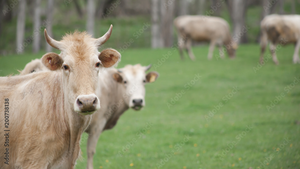 Two Cows Looking into Camera in Green Grass Field Two Cows Looking into Camera in Green Grass Field