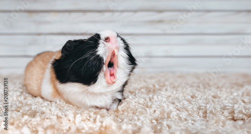 Guinea pig yawns and shows her teeth. The pet is tired. Poster. The animal screams about the stock at the store. Sale, advertising.