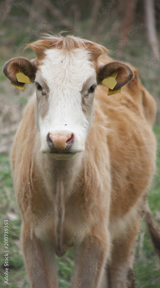 A Cow Looking into Camera in Green Grass Field
