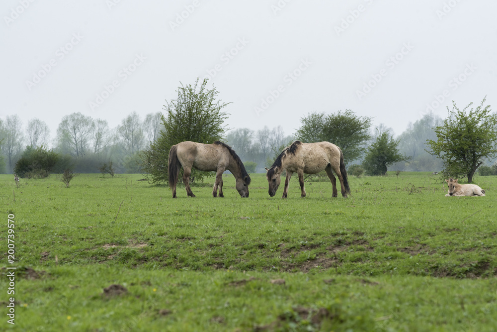 Horses with foal