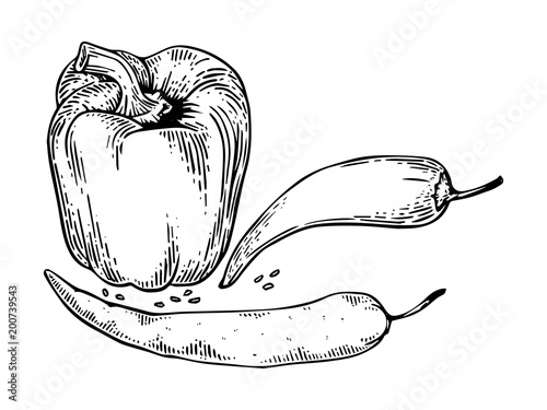 Peppers engraving vector illustration