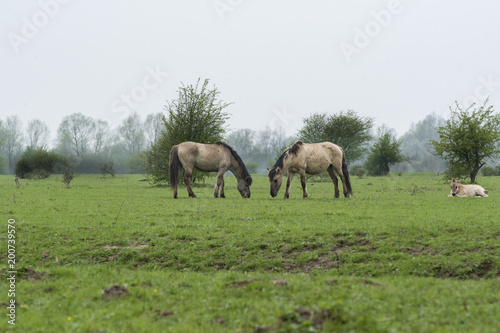 Horses with foal