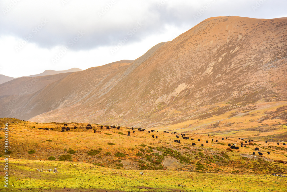 Fototapeta premium Yaks on the field at Daocheng county