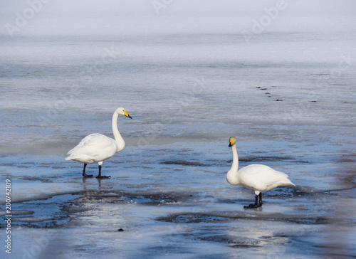 love of swans