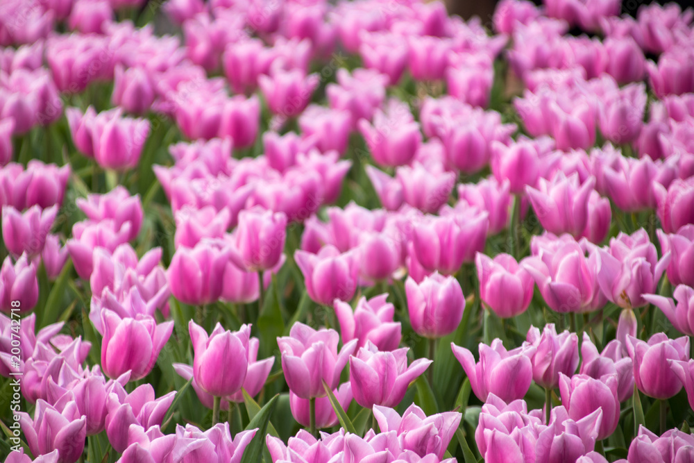 Pink tulips Pink tulips
