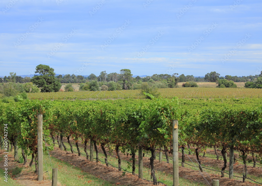 winery in Victoria, Australia