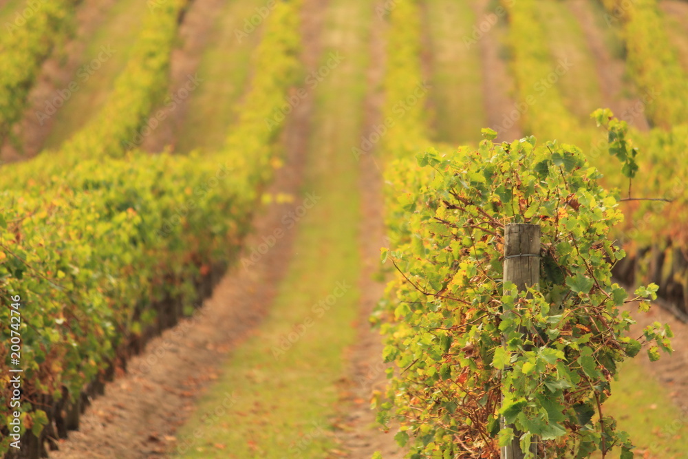 winery in Victoria, Australia winery in Victoria, Australia