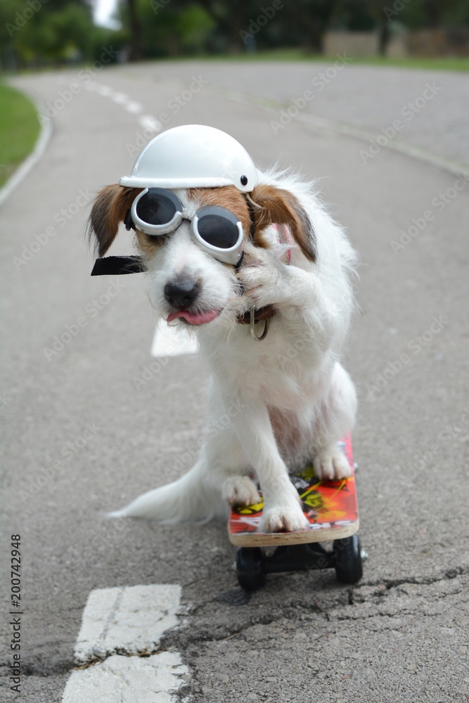 FUNNY JACK RUSSELL DOG RIDING A SKATEBOARD WEARING A HELMET AND SUNGLASSES  WITH THE TONGUE OUT AND A VERY FUNNY FACE Stock Photo | Adobe Stock