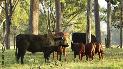 Australian Calves and Cows on a Cattle farm in Queensland photo