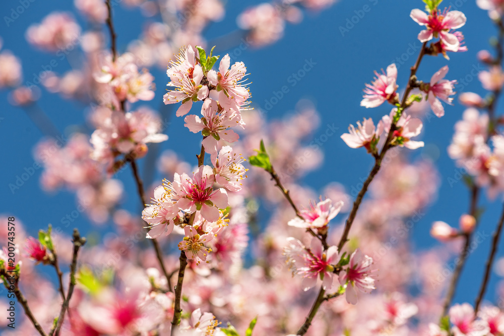 Close up of Pink Blossom Cherry Tree Branch, Sakura Flowers.