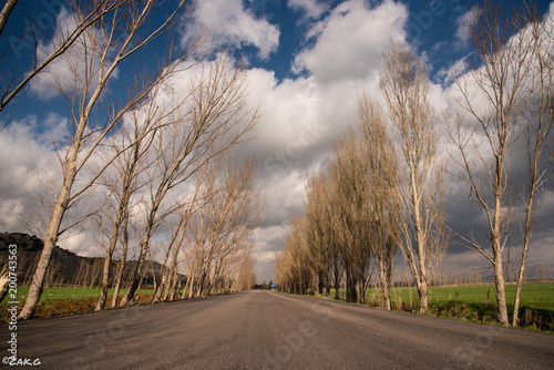 On a long and lonesome highway, west of bekaa, you can listen to the trees. Their friction with the air breeze tells you stories about peace, positivity, joy and serenity 